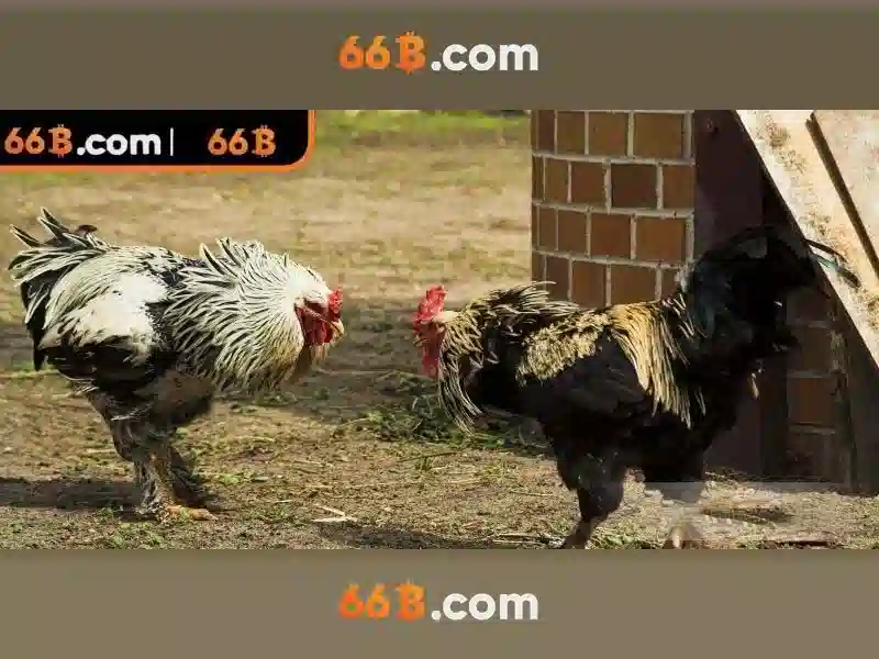 66b: Chiến lược cược trực tuyến an toàn và tối ưu cho SEO