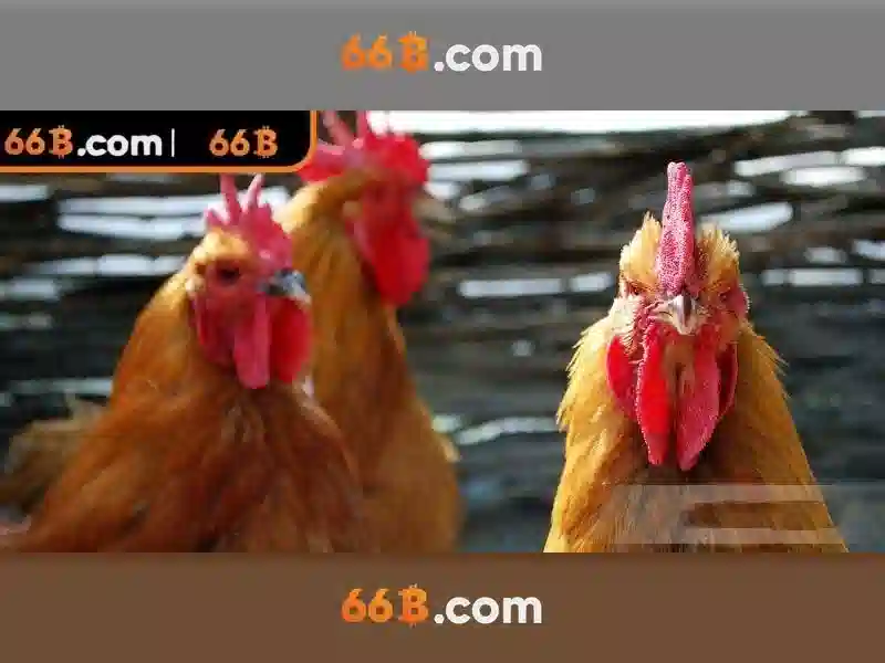 66b: Chiến lược cược trực tuyến an toàn và tối ưu cho SEO