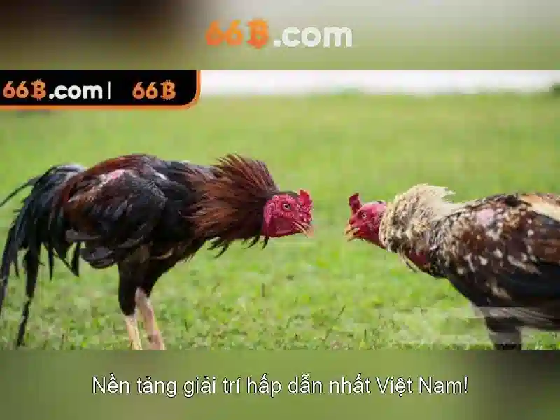 66B - 66B